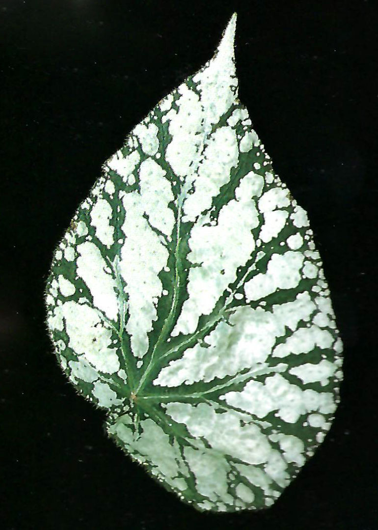B. ‘Dark Carnot’